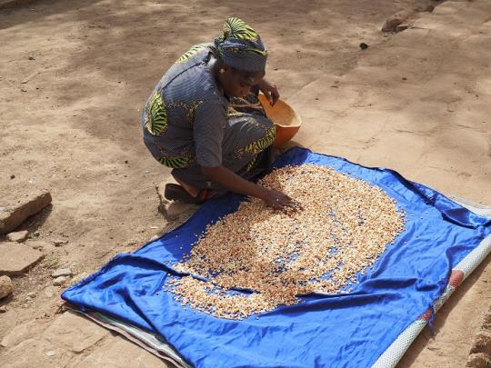 Sowohl die Erdnüsse als auch das Fonio werden gewaschen und unter der Sonne getrocknet.
