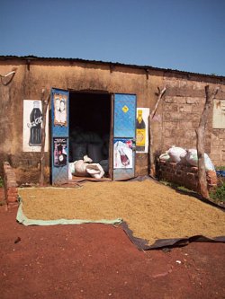 Visite à Yanfolila : séchage du riz
